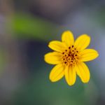 豪门平台的崛起:改变传统行业的游戏规则 lr3l0a