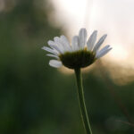 《星际争霸II》精彩直播:顶尖选手的巅峰对决 0qjw3