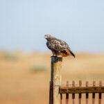 《星光大道》CCTV1现场直播,精彩对决不容错过 33rhl2mlb