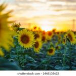 《旋风少女》芒果TV独家直播,热血竞技燃爆全场! 6hrrj