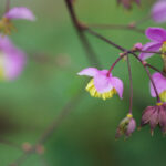 《曼直播8》全新上线:精彩内容抢先看 hv3kc