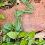 《新闻联播》直播特别报道:聚焦重要时事动态 ye5bh17